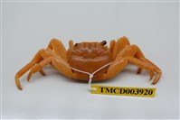藏品(白紋方蟹)的圖片